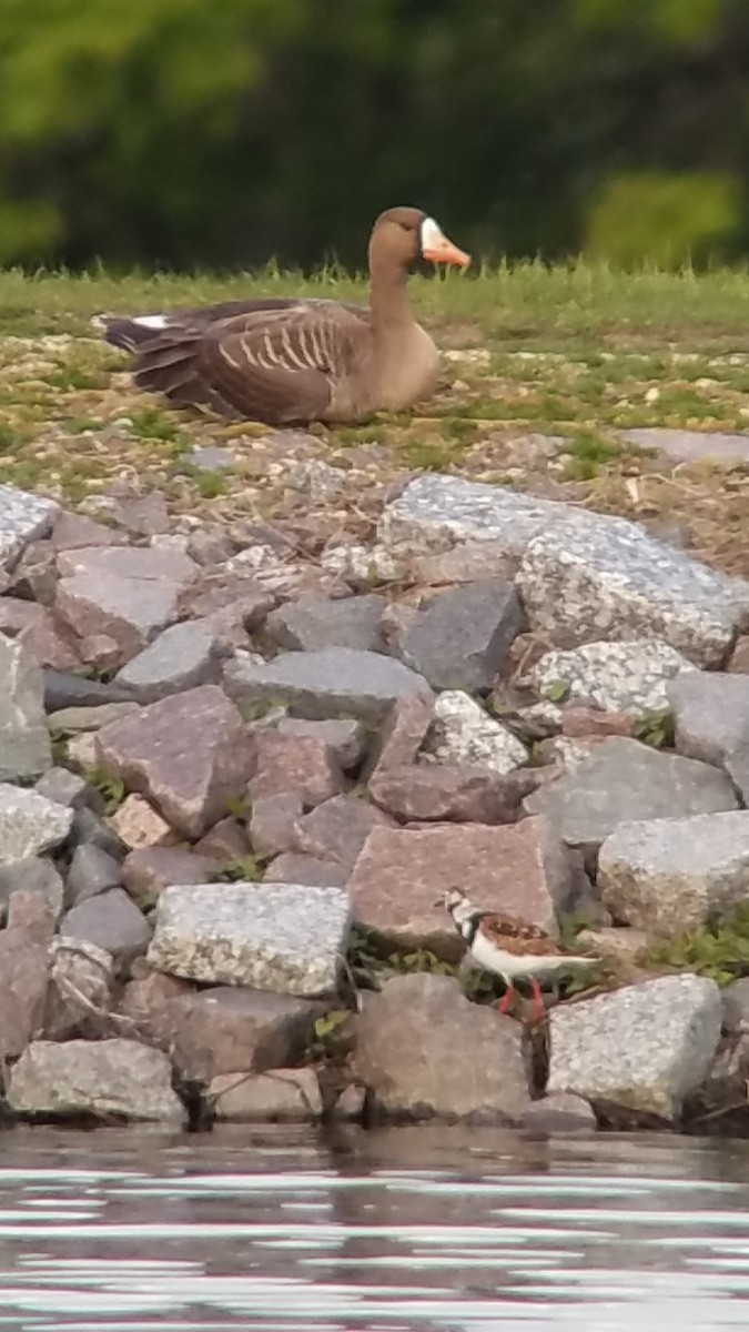 Greater White-fronted Goose - Liz Harper