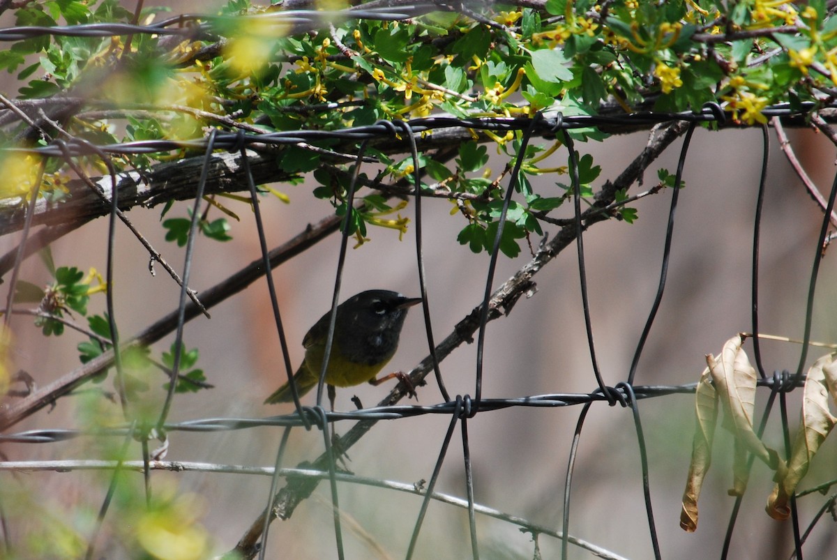 MacGillivray's Warbler - ML234796911