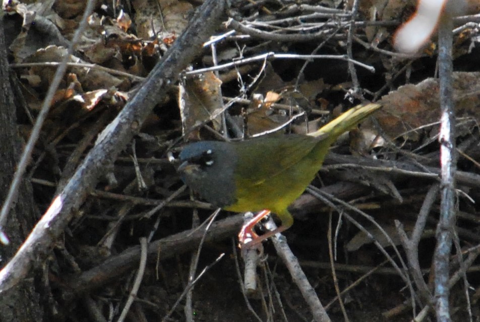 MacGillivray's Warbler - ML234796981