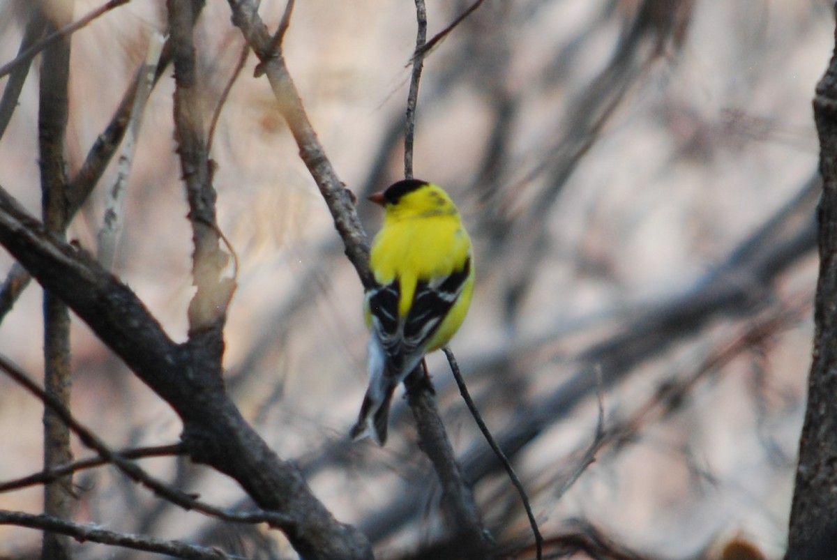 American Goldfinch - ML234797051