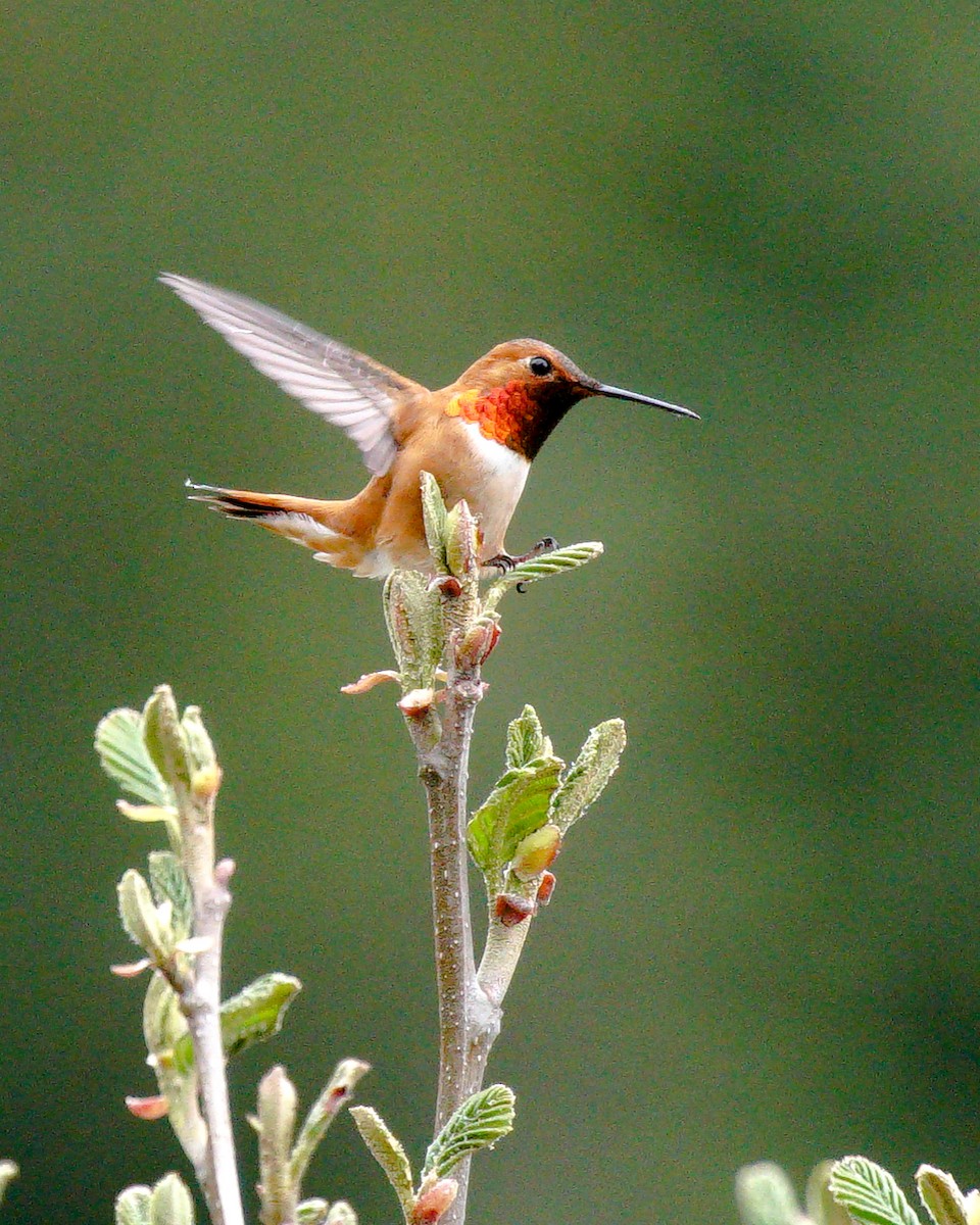 Rufous Hummingbird - ML234797131