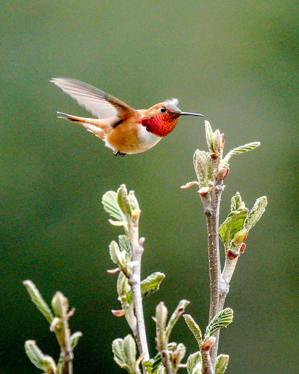 Rufous Hummingbird - ML234797161