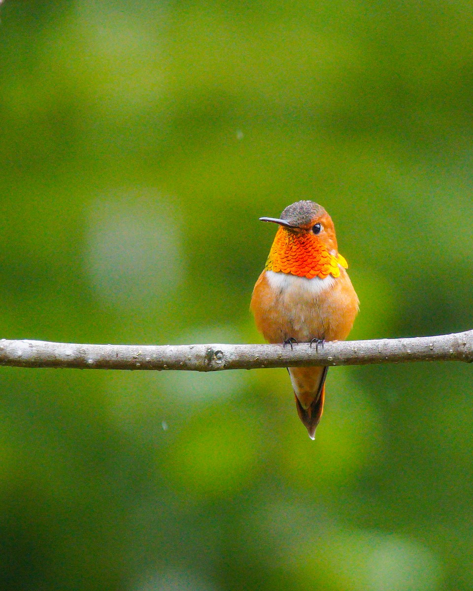 Rufous Hummingbird - Norm Lee
