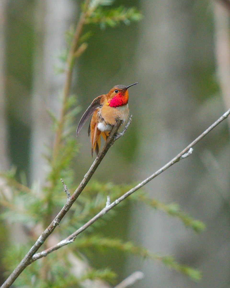 Rufous Hummingbird - ML234797251