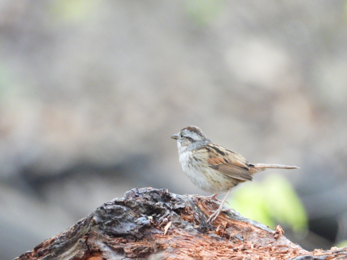 Swamp Sparrow - ML234798421