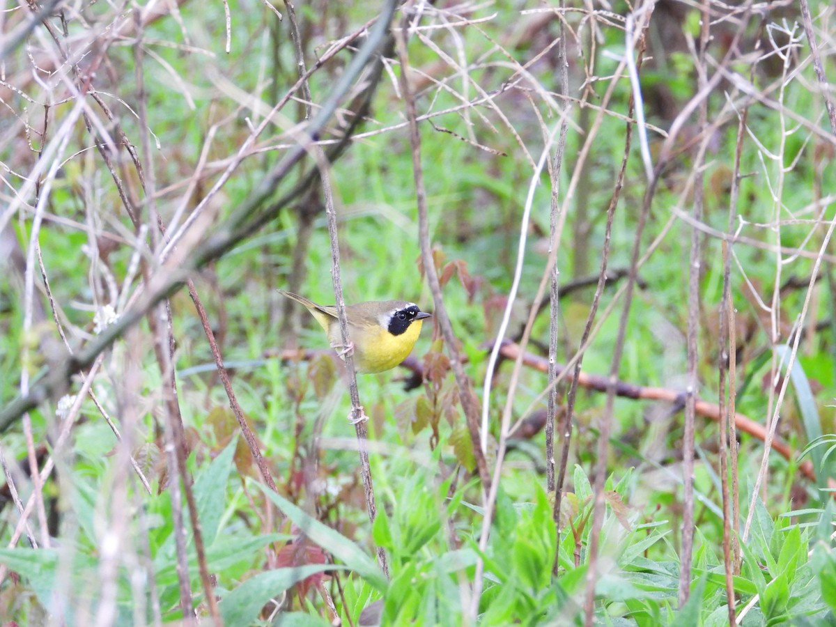 Common Yellowthroat - ML234798471