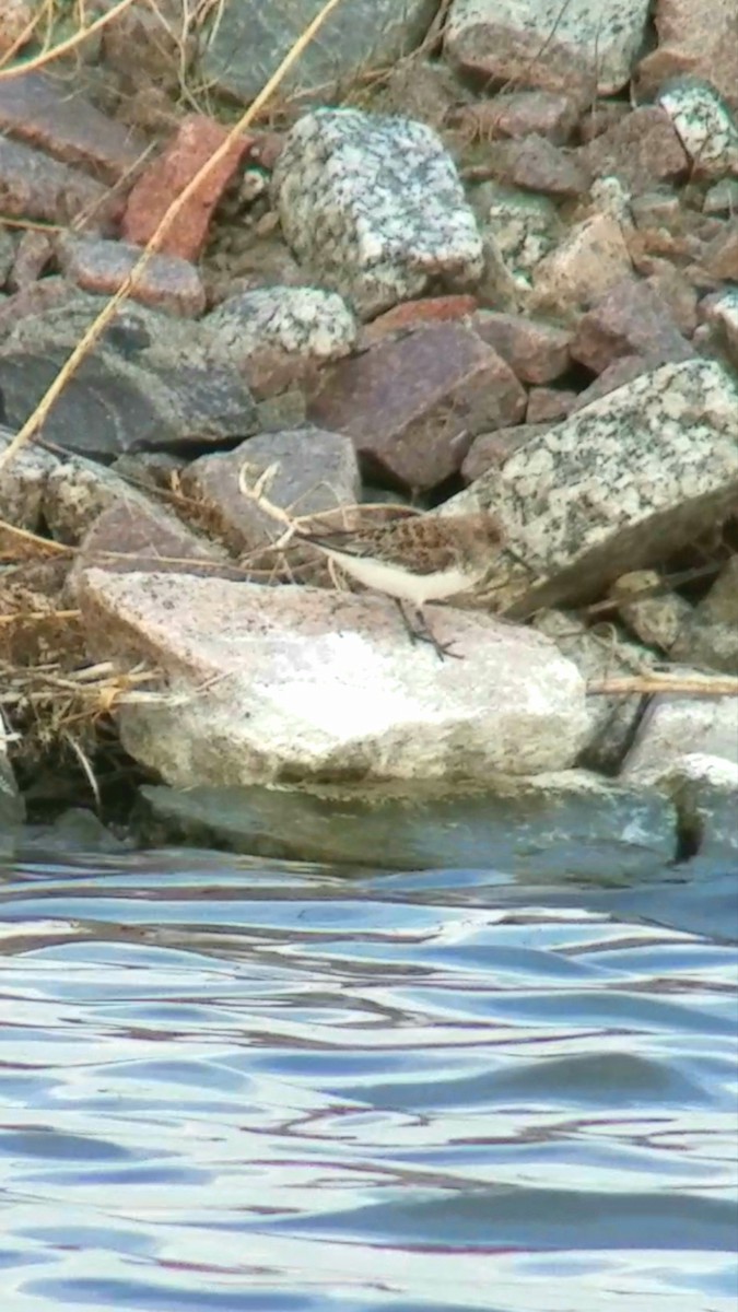 Bécasseau sanderling - ML234799911