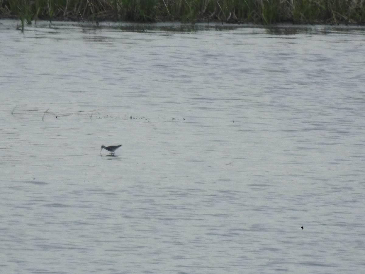 Greater Yellowlegs - ML234800281