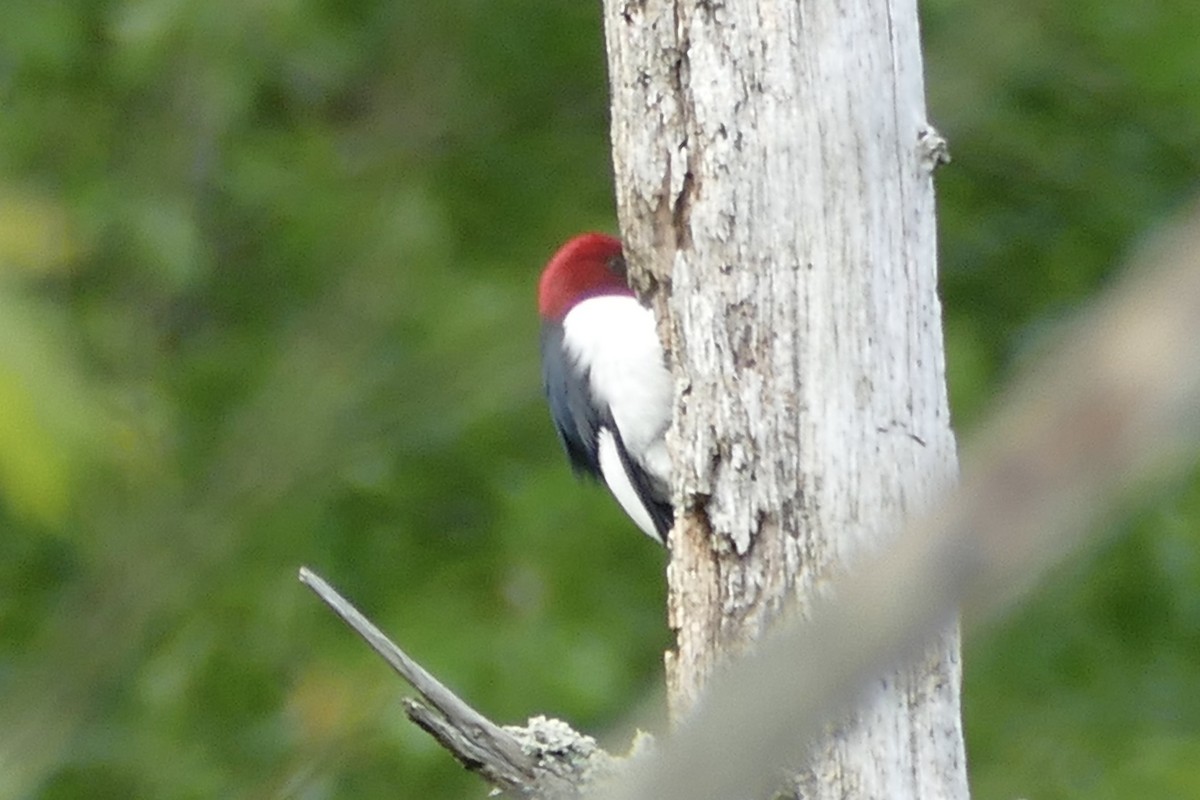 Red-headed Woodpecker - ML234800641