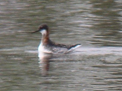 Red-necked Phalarope - Katie Gooby