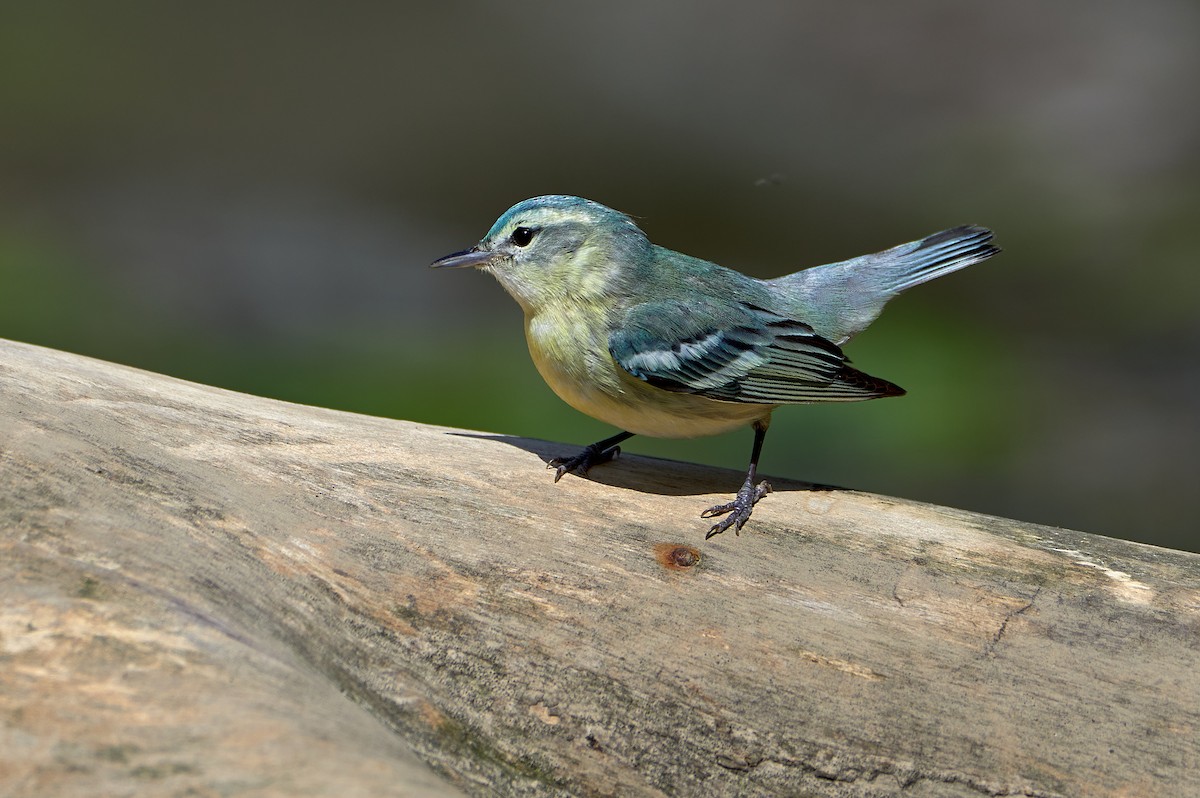 Cerulean Warbler - Pam Linge