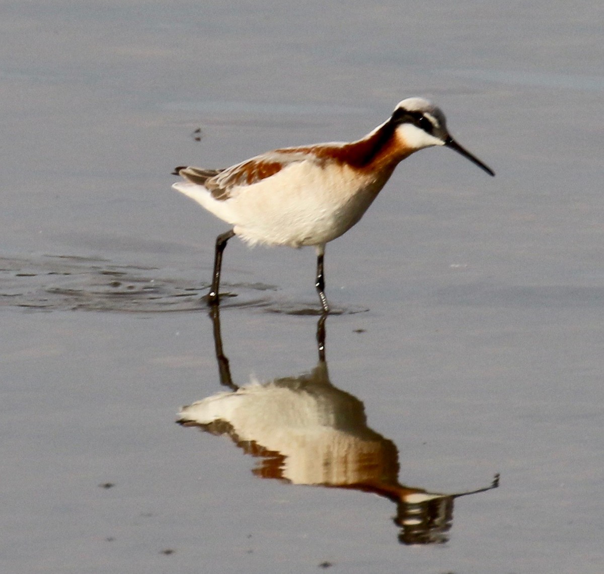 Falaropo Tricolor - ML234802981