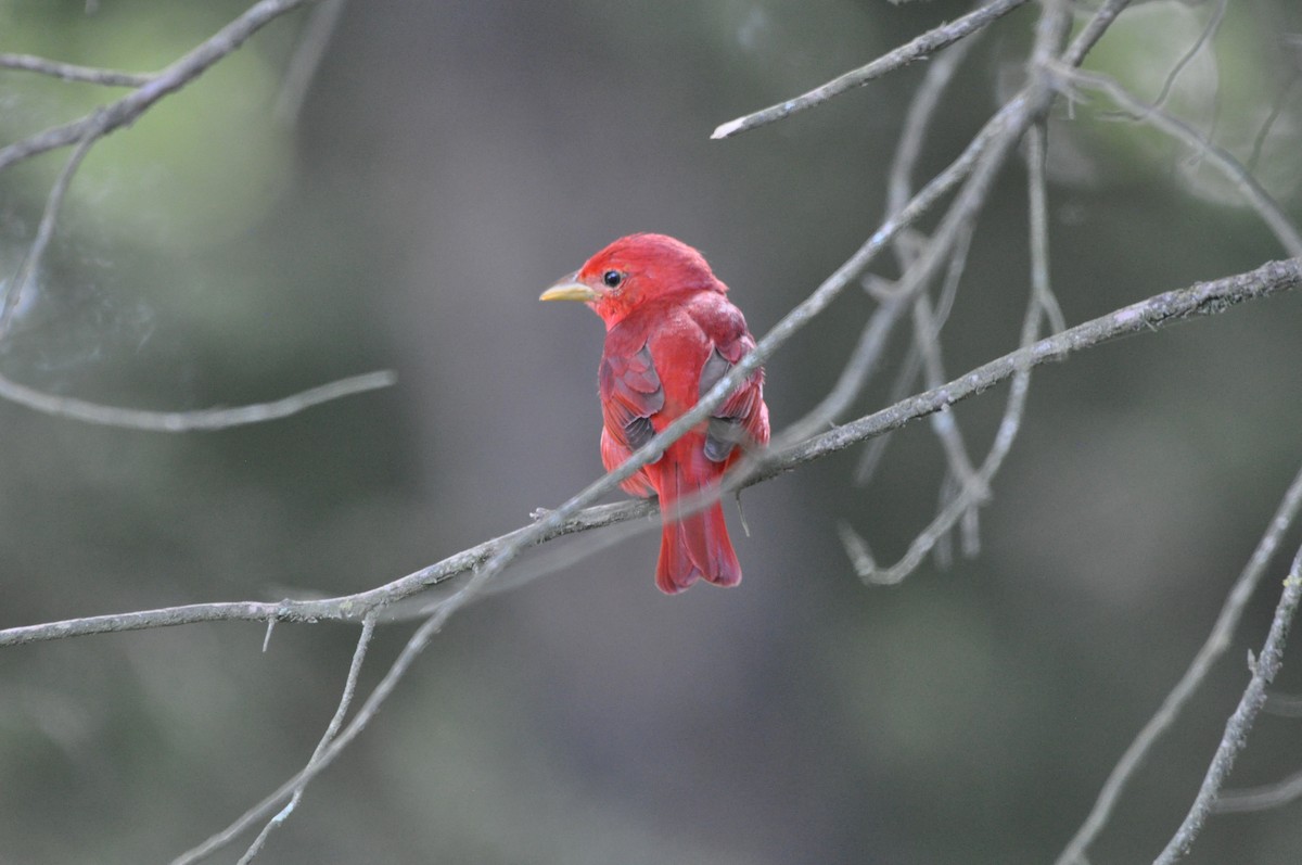 Summer Tanager - ML234803111