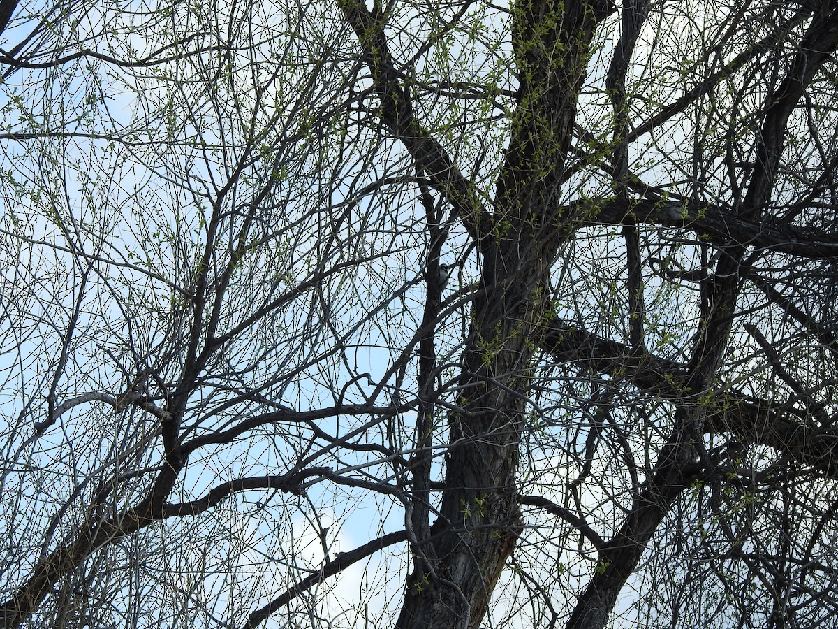 Downy Woodpecker - ML234803581