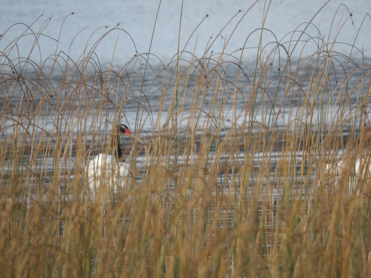 Black-necked Swan - ML234803591