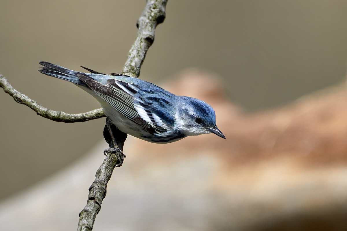 Cerulean Warbler - Pam Linge