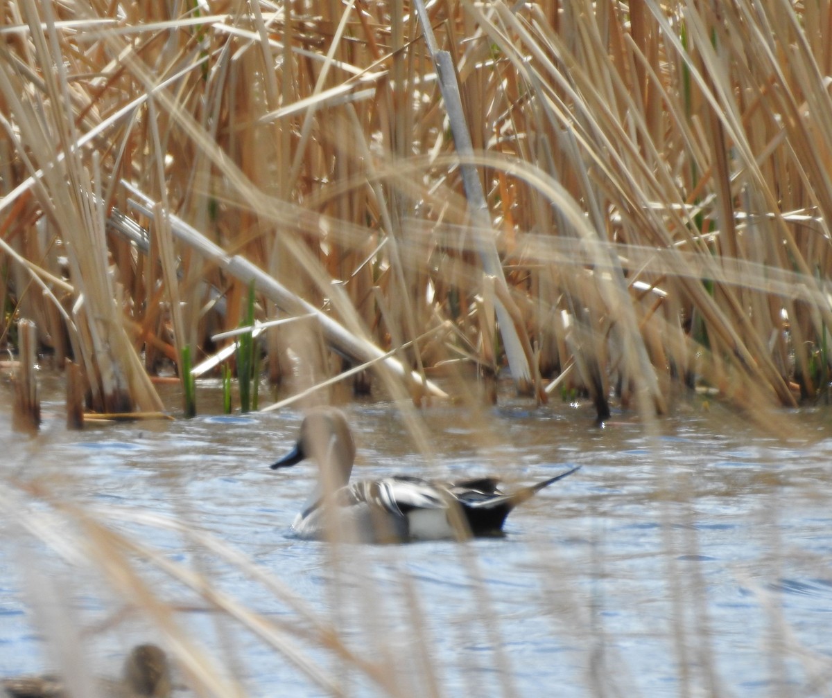 Northern Pintail - ML234804081