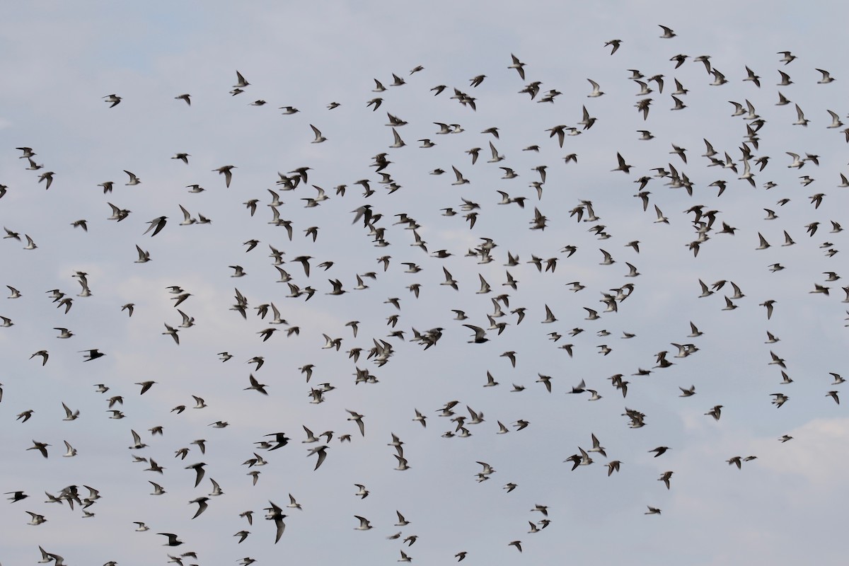 tanımsız küçük kumkuşu (Calidris sp.) - ML234804151