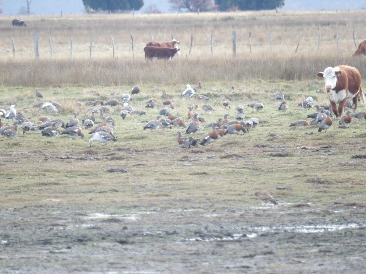 Upland Goose - ML234804551