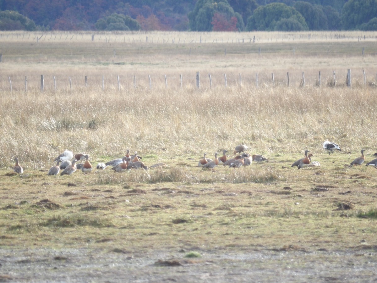 Upland Goose - ML234804871