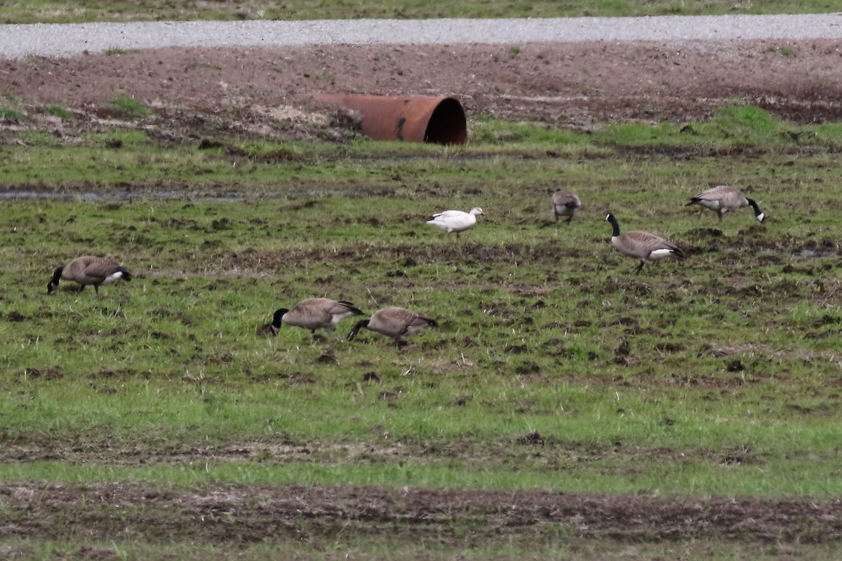 Snow Goose - ML234804941