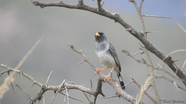 Band-tailed Sierra Finch - ML234805091