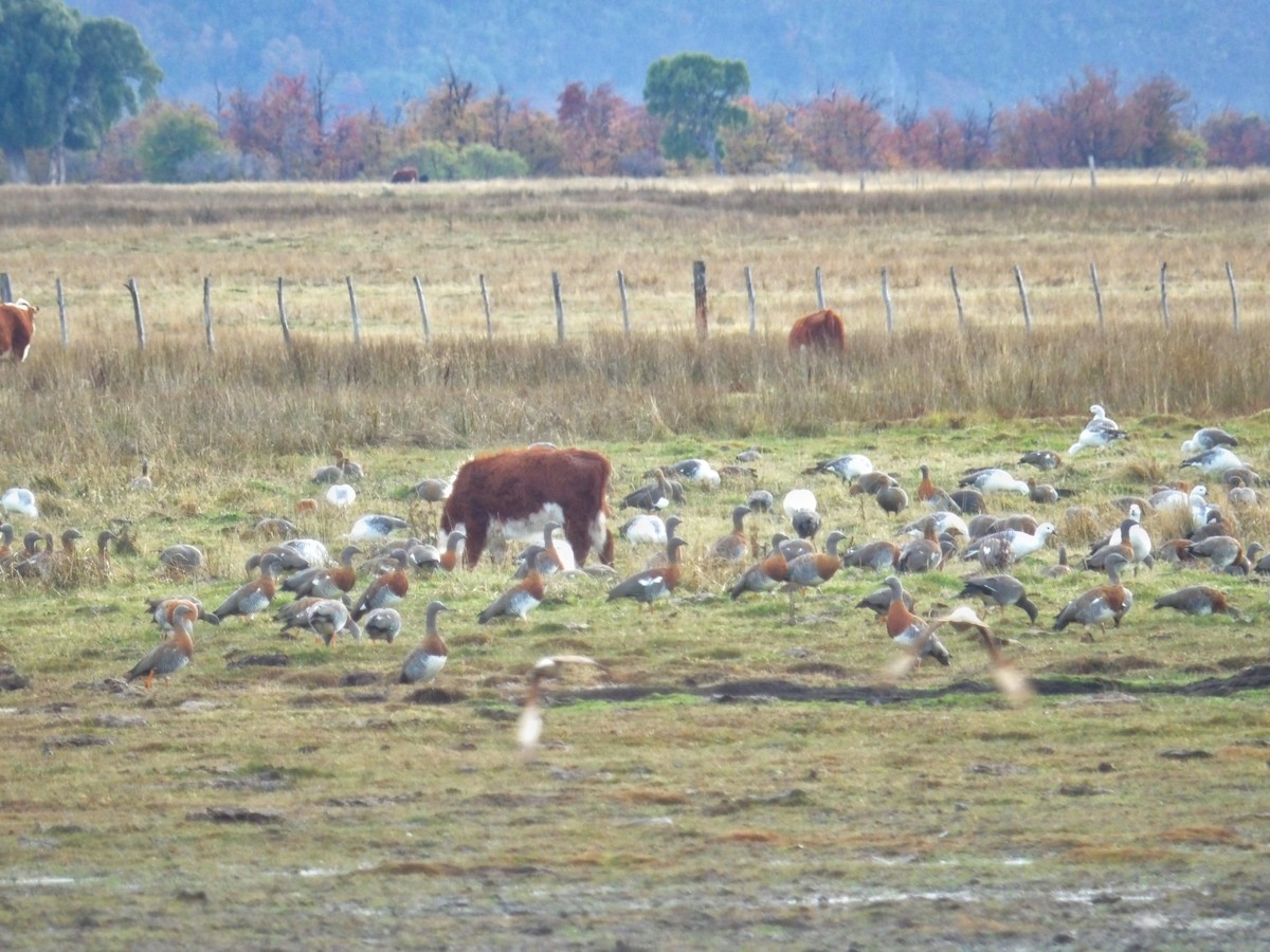 Ashy-headed Goose - ML234805171