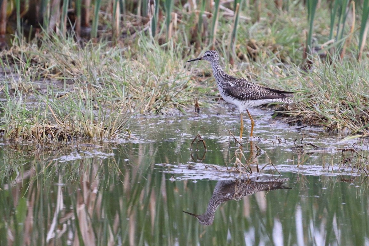 Lesser Yellowlegs - ML234805261