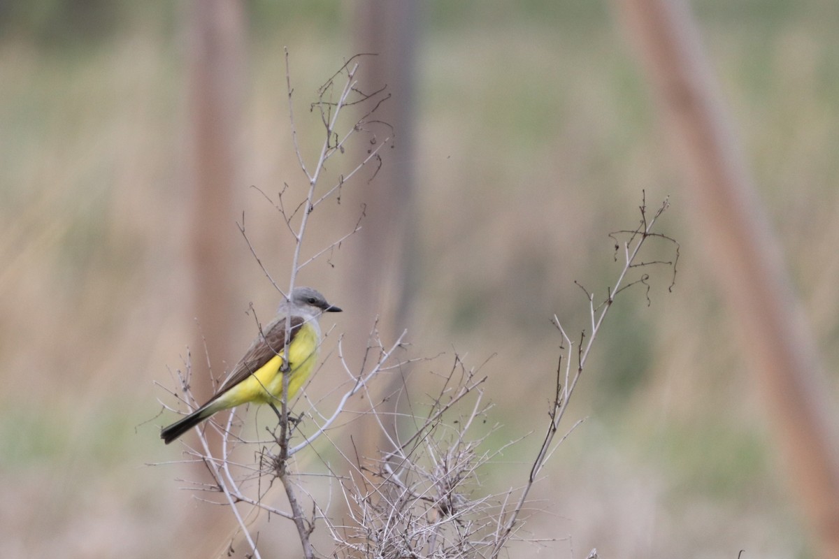 Western Kingbird - ML234805321