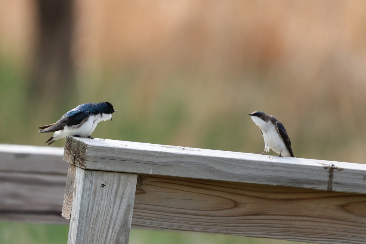 Tree Swallow - ML234805461