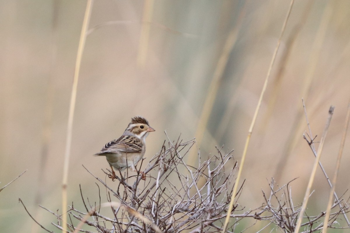 Clay-colored Sparrow - ML234805611