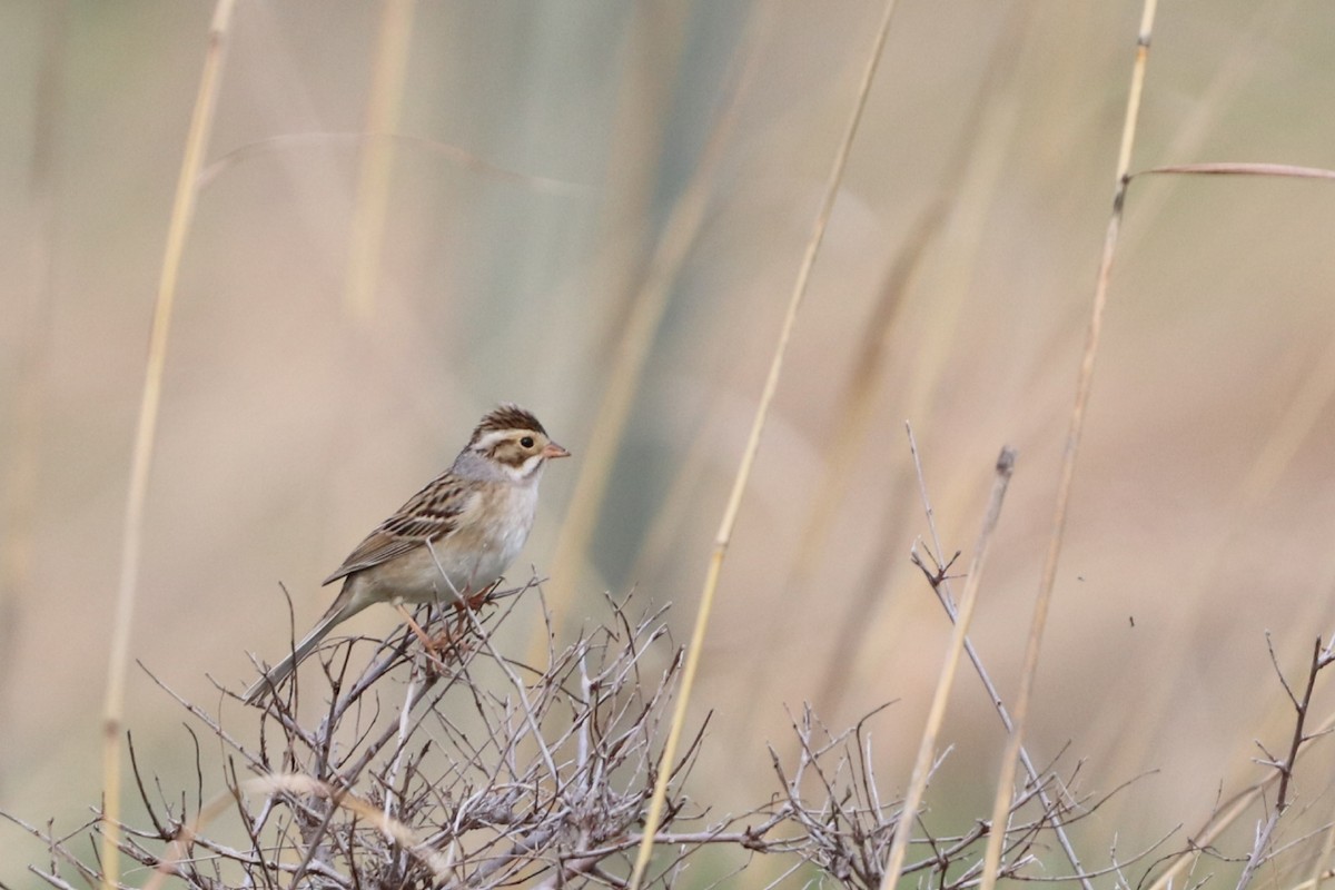 Clay-colored Sparrow - ML234805631