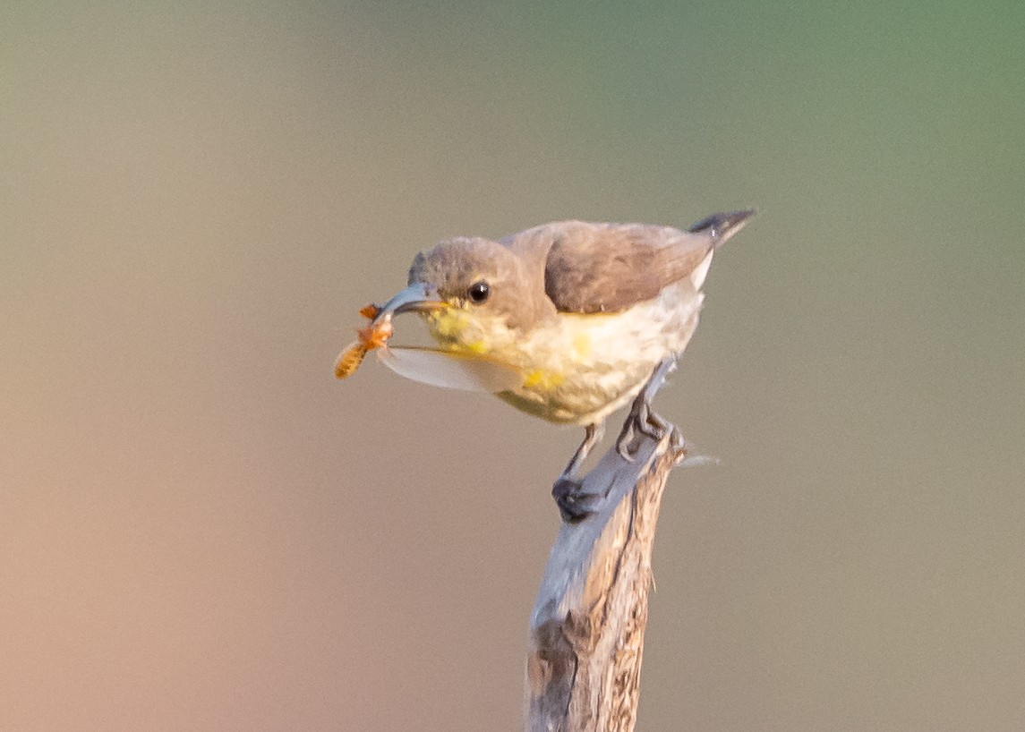 Purple Sunbird - Ramesh Desai