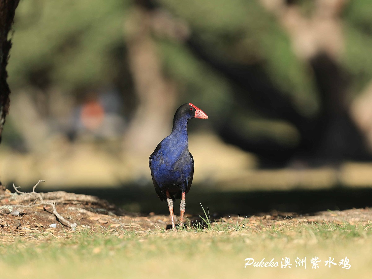 Australasian Swamphen - ML234806901