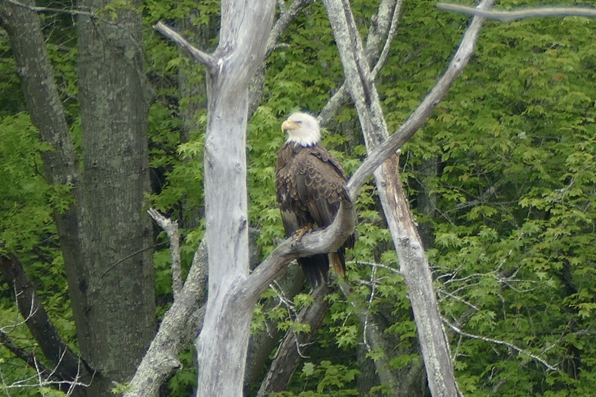 Bald Eagle - ML234806941