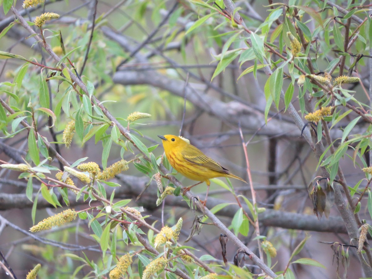 Yellow Warbler (Northern) - ML234807981
