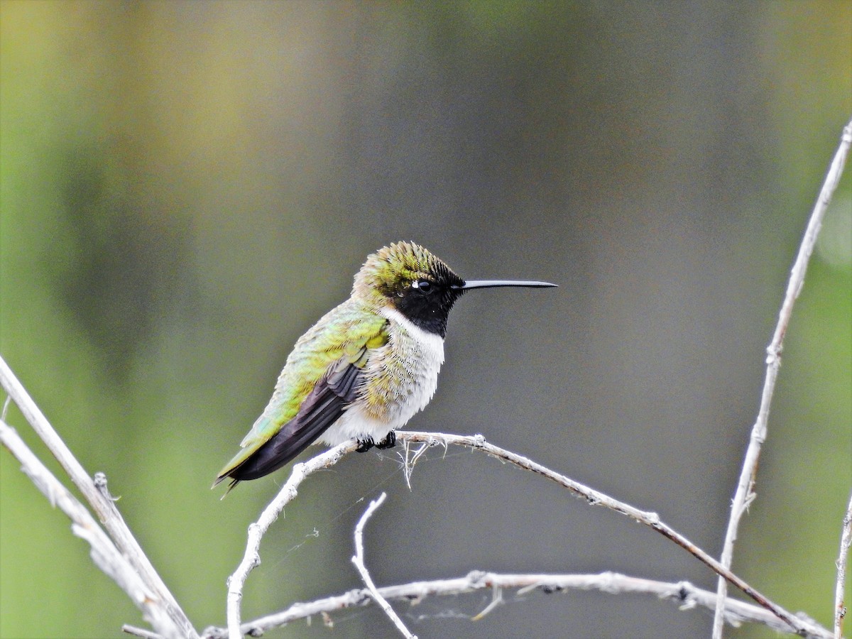 Black-chinned Hummingbird - Pat McGrane