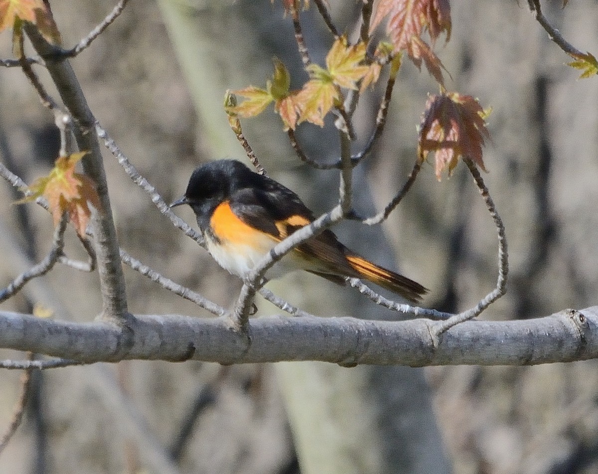 American Redstart - ML234808301