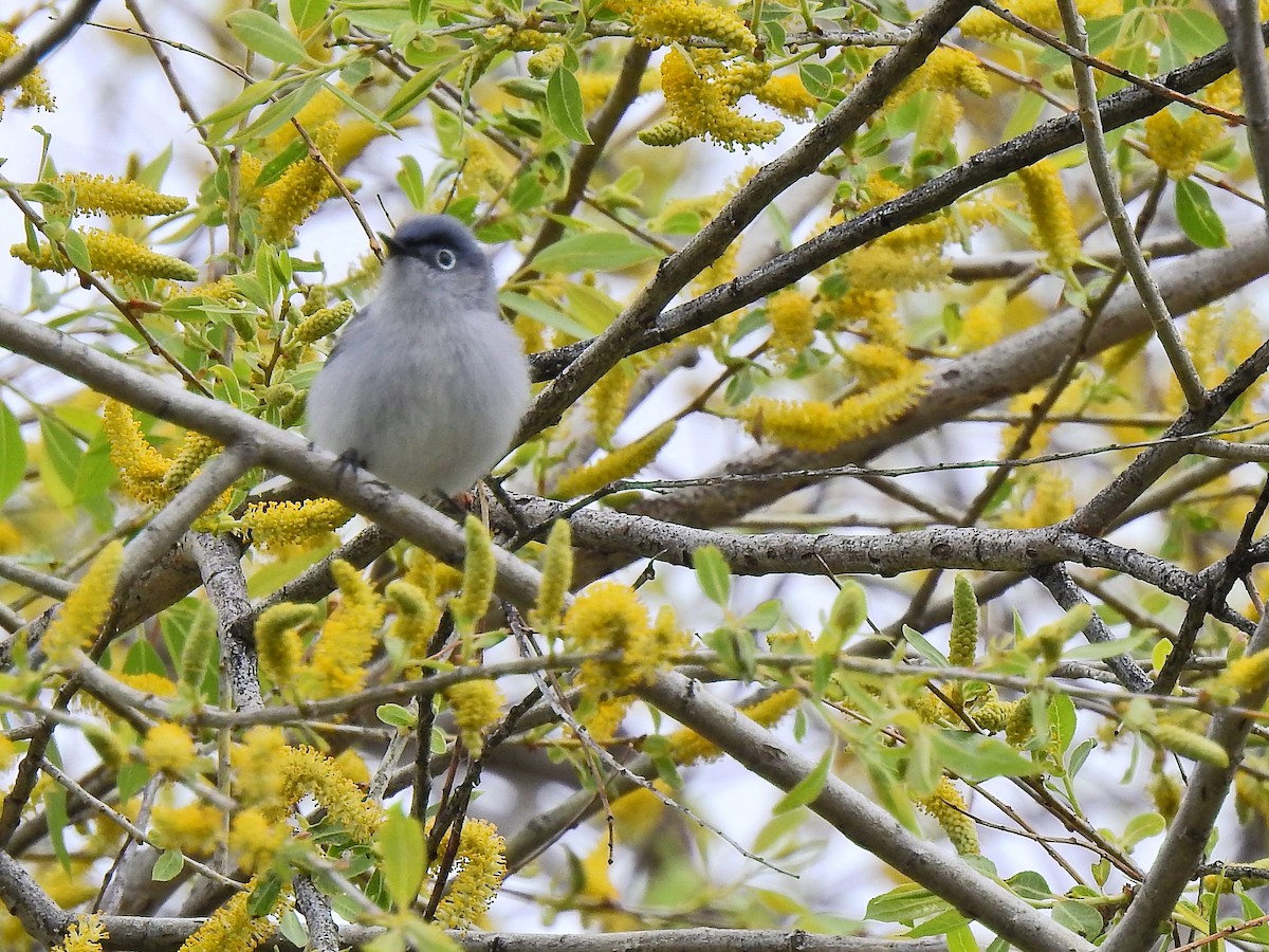 Blue-gray Gnatcatcher - ML234808341