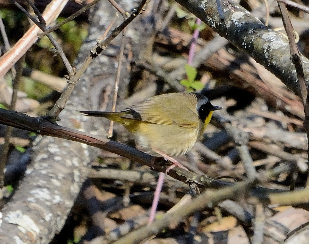 Paruline masquée - ML234808371