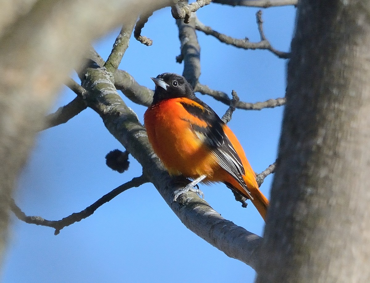 Oriole de Baltimore - ML234808461