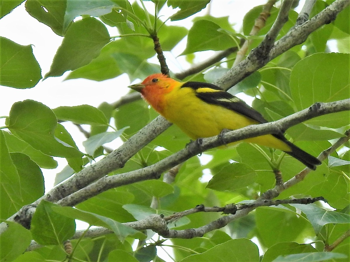Western Tanager - ML234808551