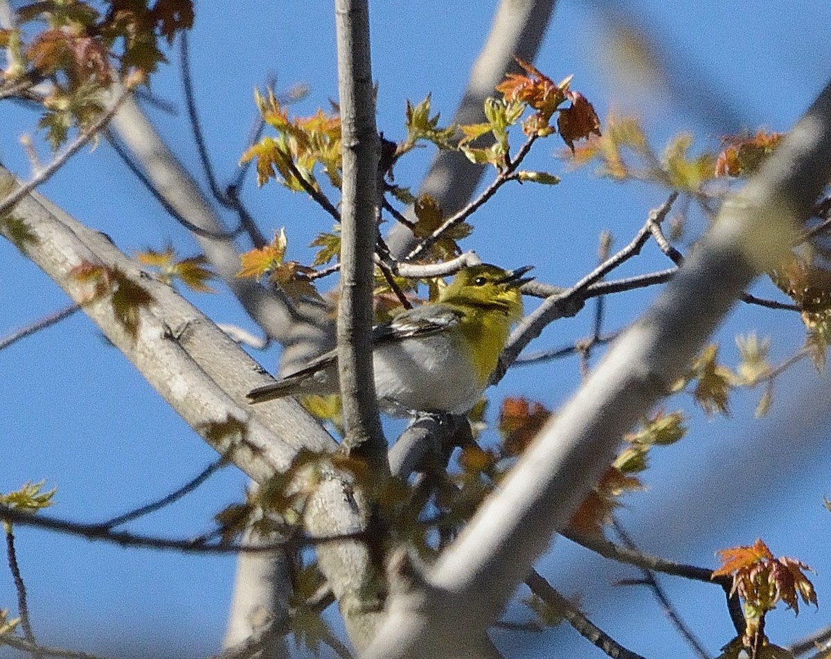 Yellow-throated Vireo - ML234808901