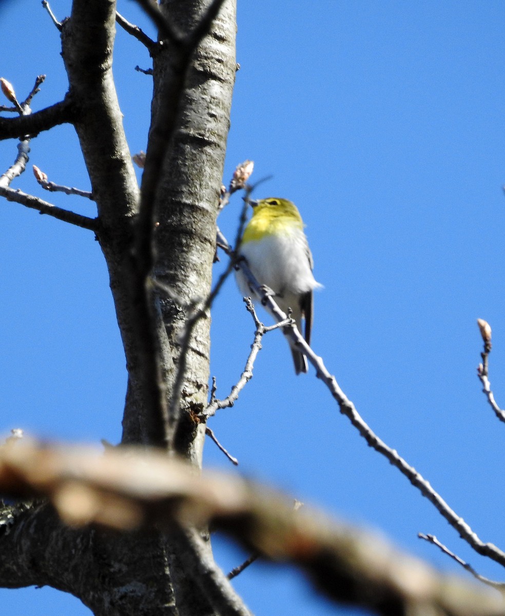 Vireo Gorjiamarillo - ML234809021