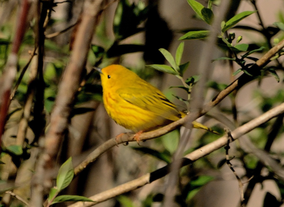 Yellow Warbler (Northern) - ML234809081