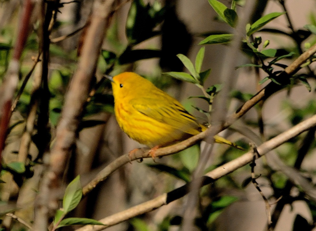 Yellow Warbler - ML234809081