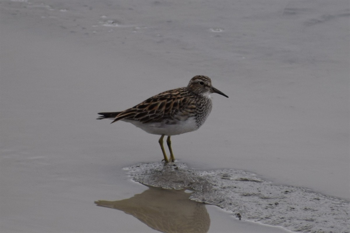 Pectoral Sandpiper - Syd Cannings