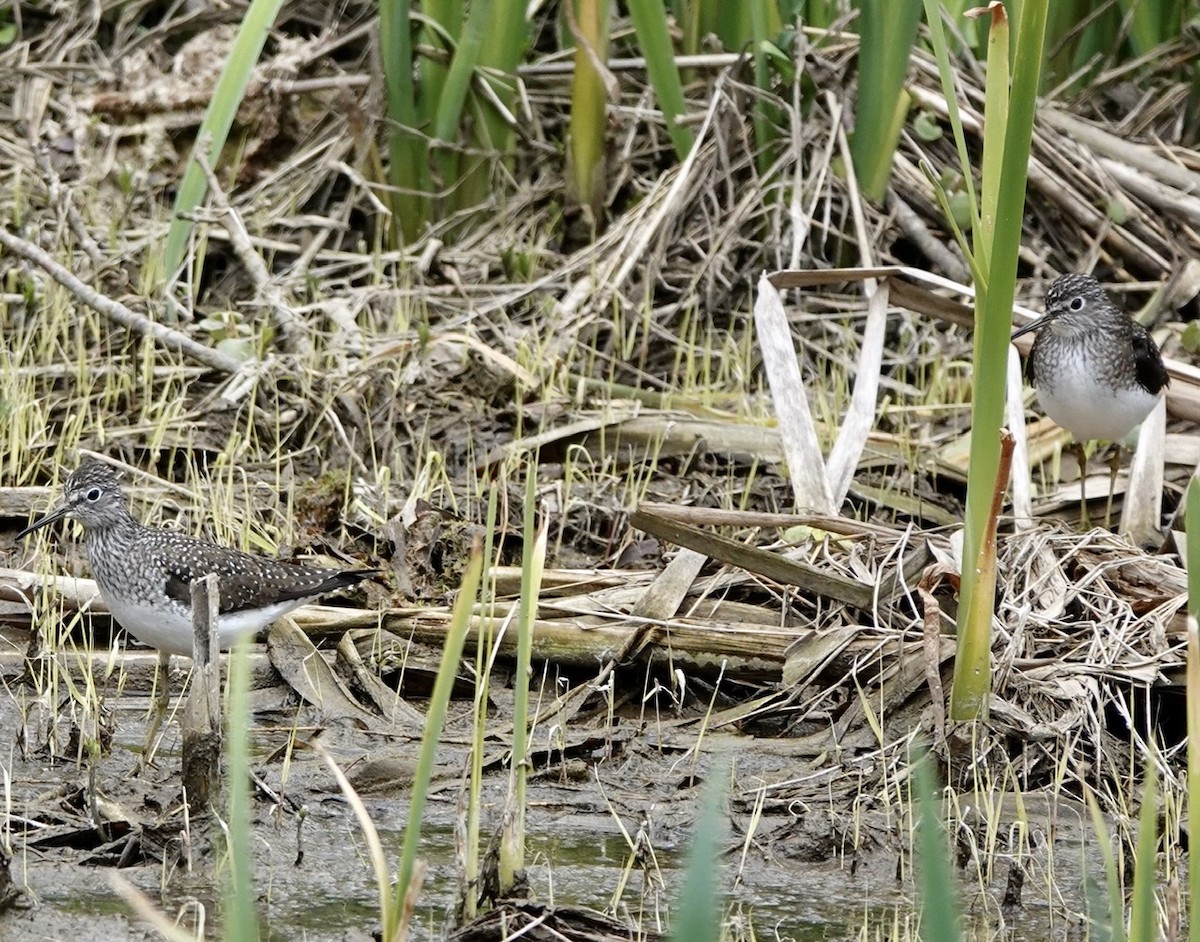 Solitary Sandpiper - ML234809761