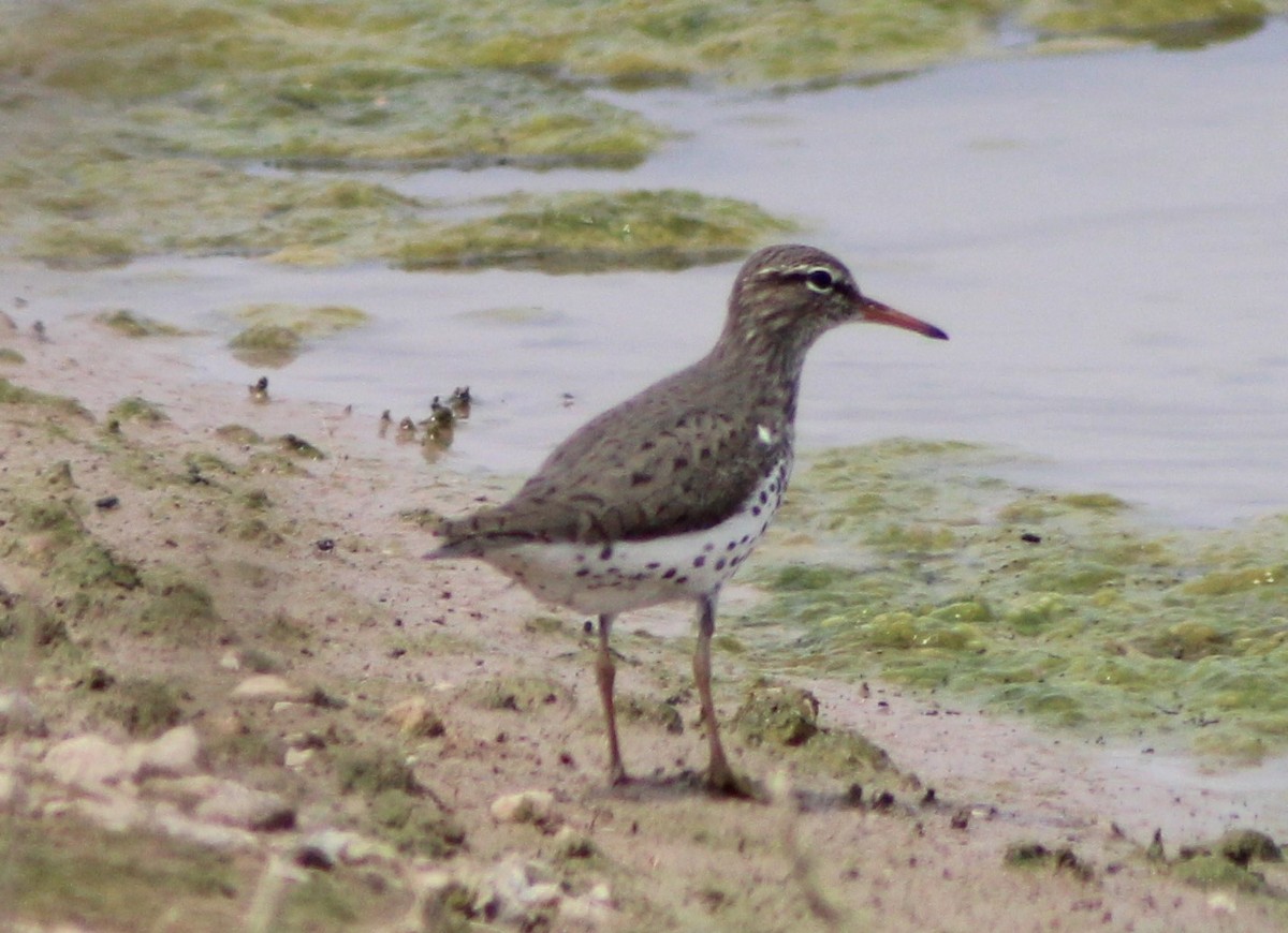 Spotted Sandpiper - ML234810321