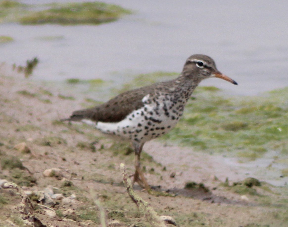 Spotted Sandpiper - ML234810371